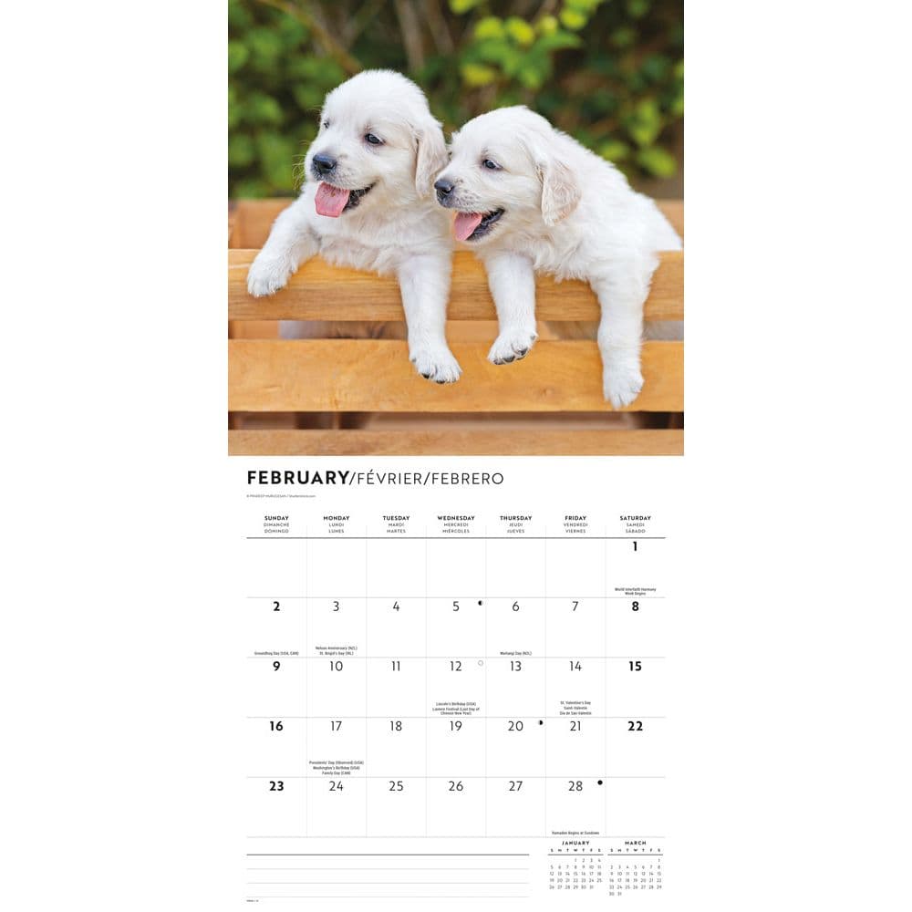Puppy Love 2025 Wall Calendar