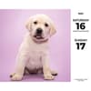 image Labs 2026 Desk Calendar Third Alternate Image