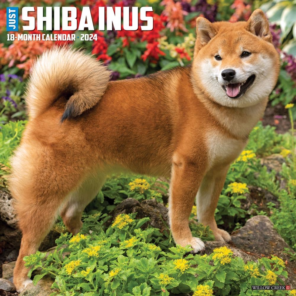 Shiba Inus 2024 Wall Calendar