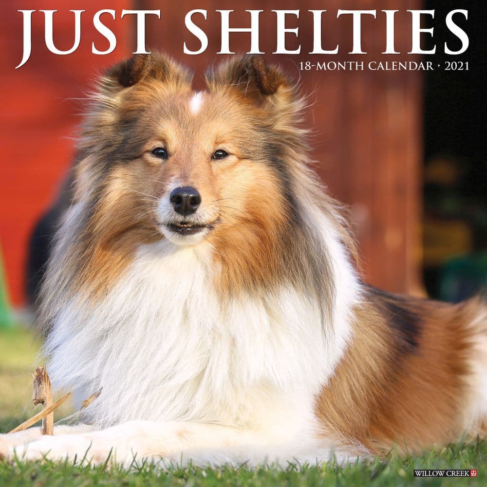 Shetland Sheepdogs 2021 Calendar Dog