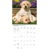 image Just Yellow Lab Puppies 2026 Wall Calendar Second Alternate Image