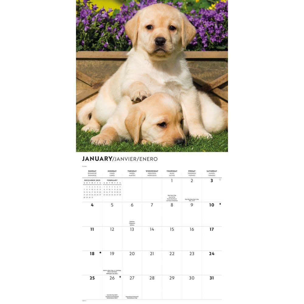 Just Yellow Lab Puppies 2026 Wall Calendar Second Alternate Image