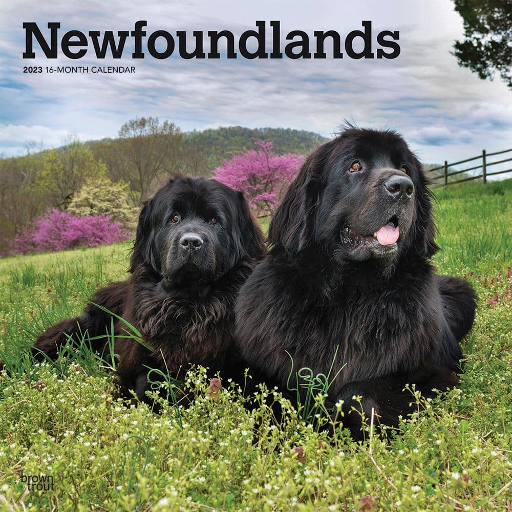 BrownTrout Newfoundlands 2023 Square Wall Calendar
