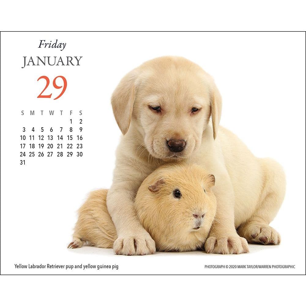 Puppies And Friends Desk Calendar Calendars com