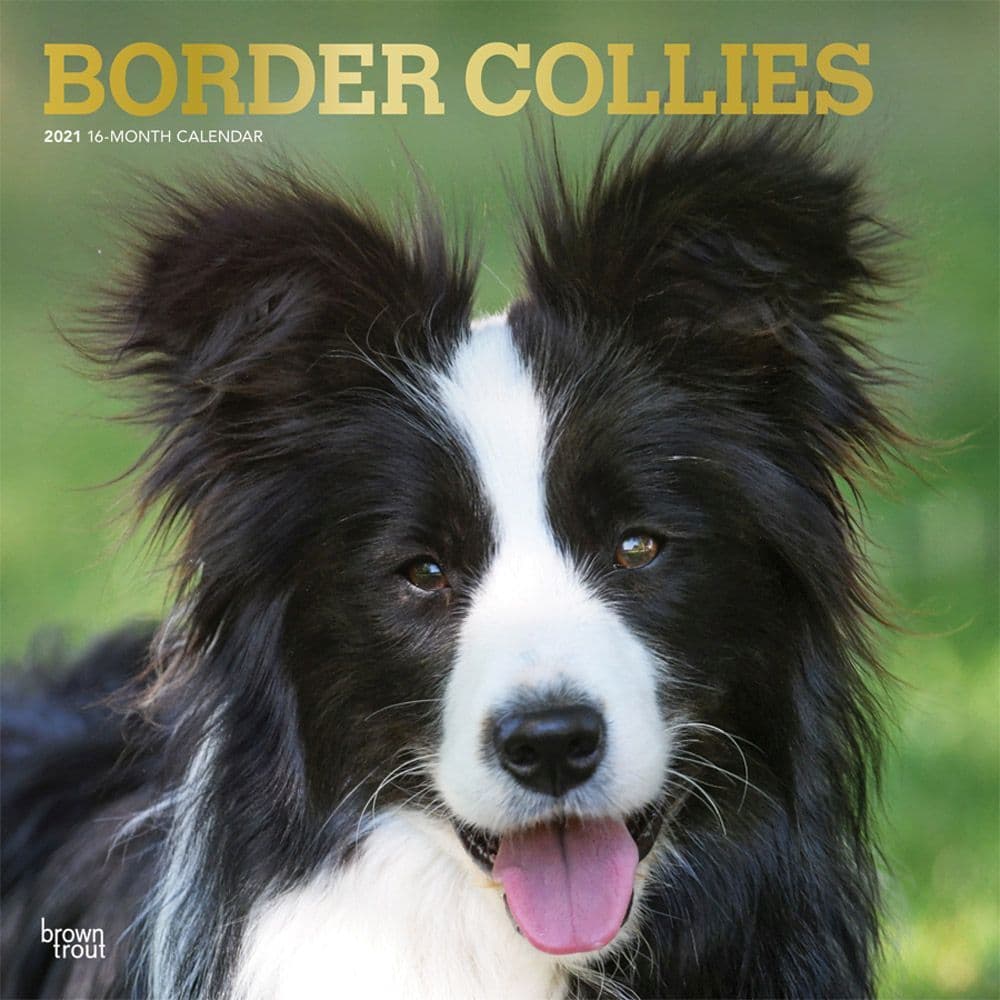 Border Collies Wall Calendar