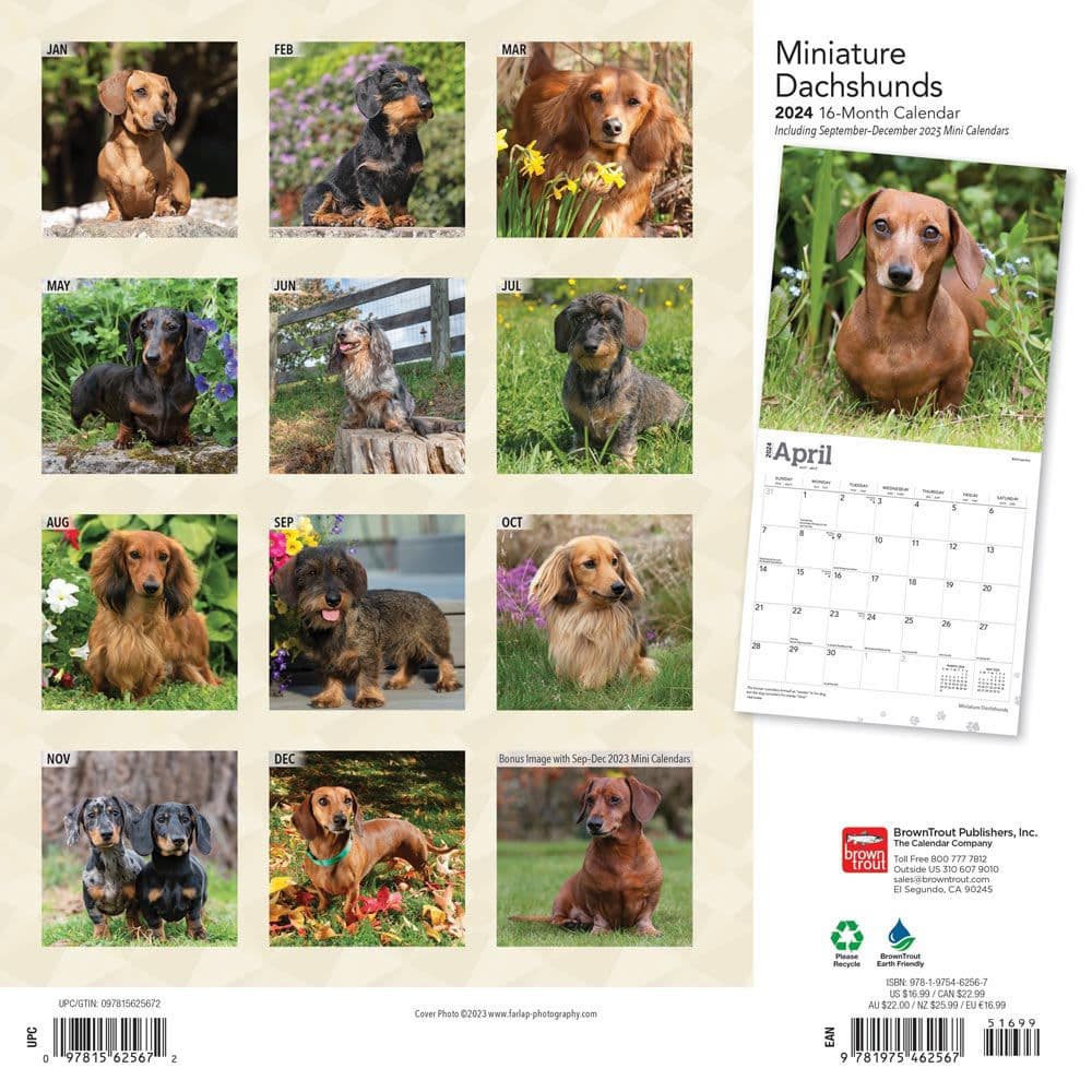 Miniature Dachshund 2024 Mini Wall Calendar