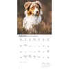 image Australian Shepherds 2026 Wall Calendar Second Alternate Image