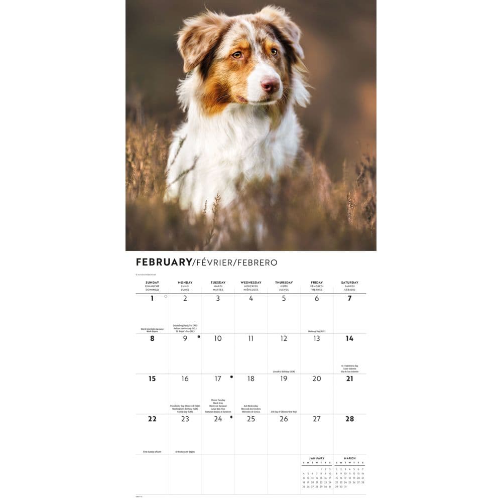 Australian Shepherds 2026 Wall Calendar Second Alternate Image