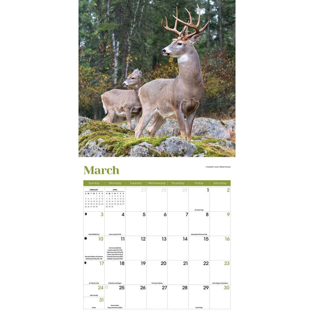 White Tailed Deer Wall 2024 Wall Calendar Alternate Image 2
