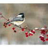 image Songbirds WWF 2025 Wall Calendar Third Alternate Image width="1000" height="1000"