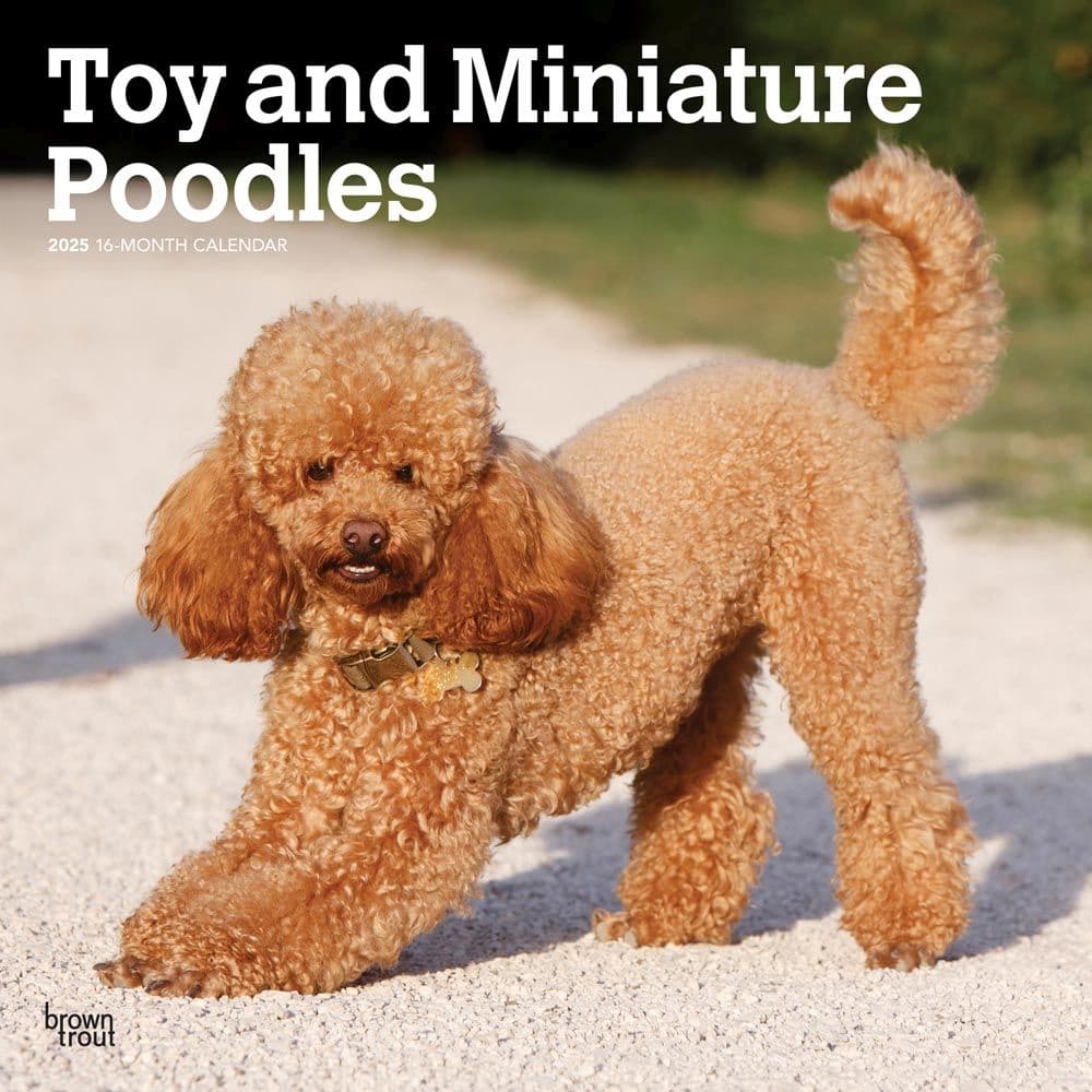 Toy Miniature Poodles 2025 Wall Calendar