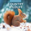 image Country Wildlife 2025 Wall Calendar