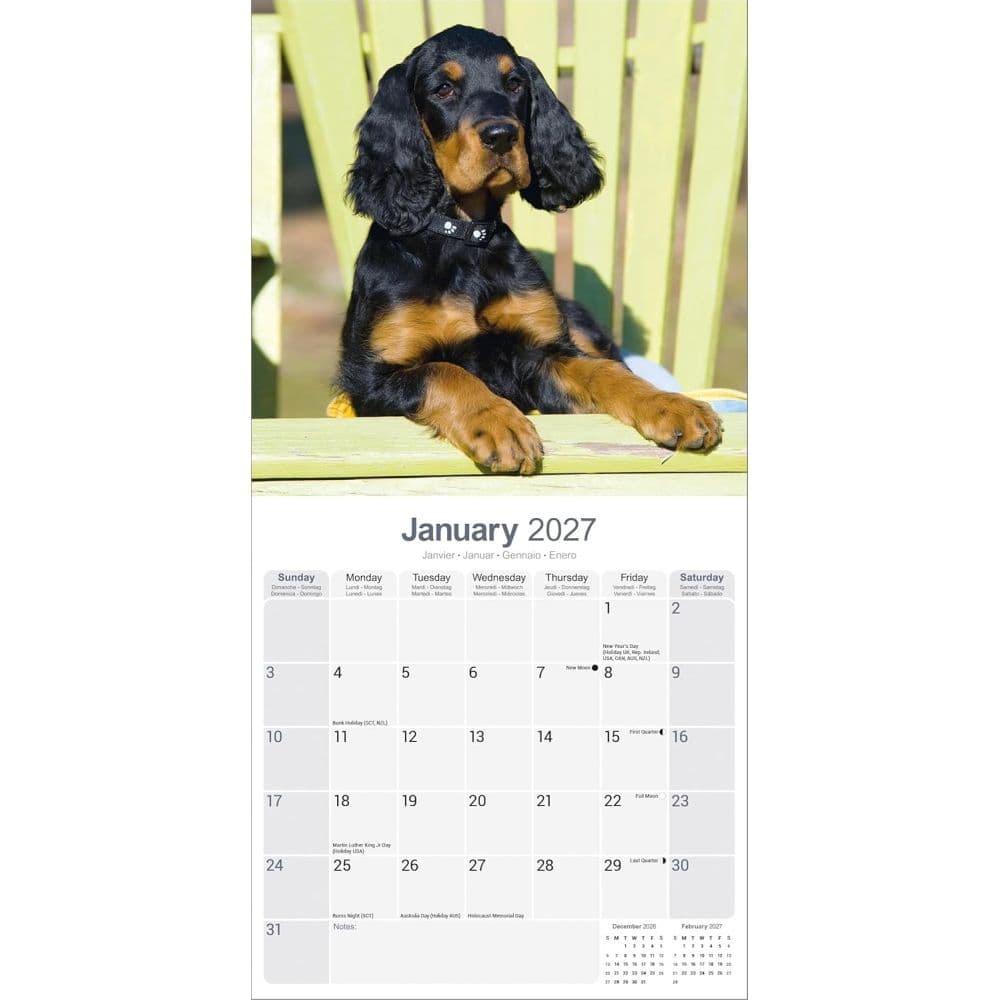 Gordon Setter 2027 Wall Calendar Second Alternate Image