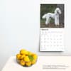 image Poodles 2025 Wall Calendar Fourth Alternate Image width=&quot;1000&quot; height=&quot;1000&quot;