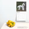 image Poodles 2025 Wall Calendar Fourth Alternate Image width=&quot;1000&quot; height=&quot;1000&quot;