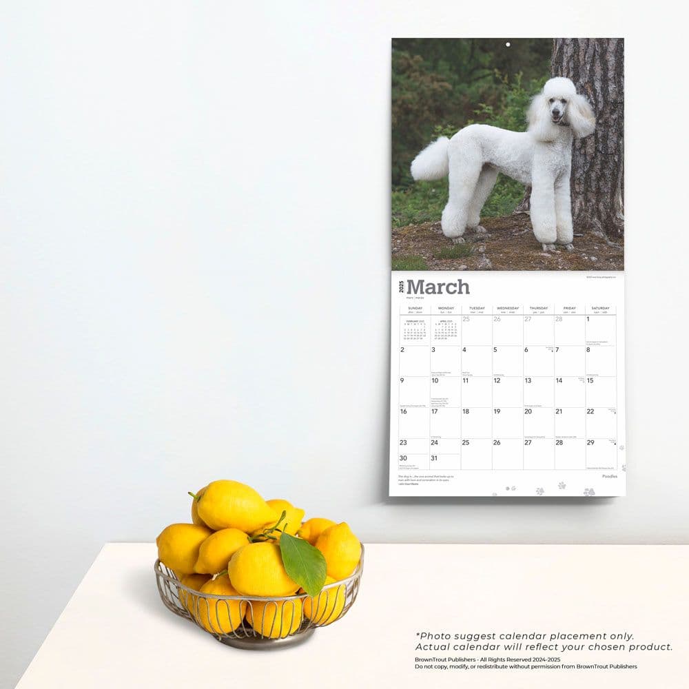 Poodles 2025 Wall Calendar Fourth Alternate Image width=&quot;1000&quot; height=&quot;1000&quot;