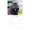 image Bouvier des Flandres 2025 Wall Calendar Alt2