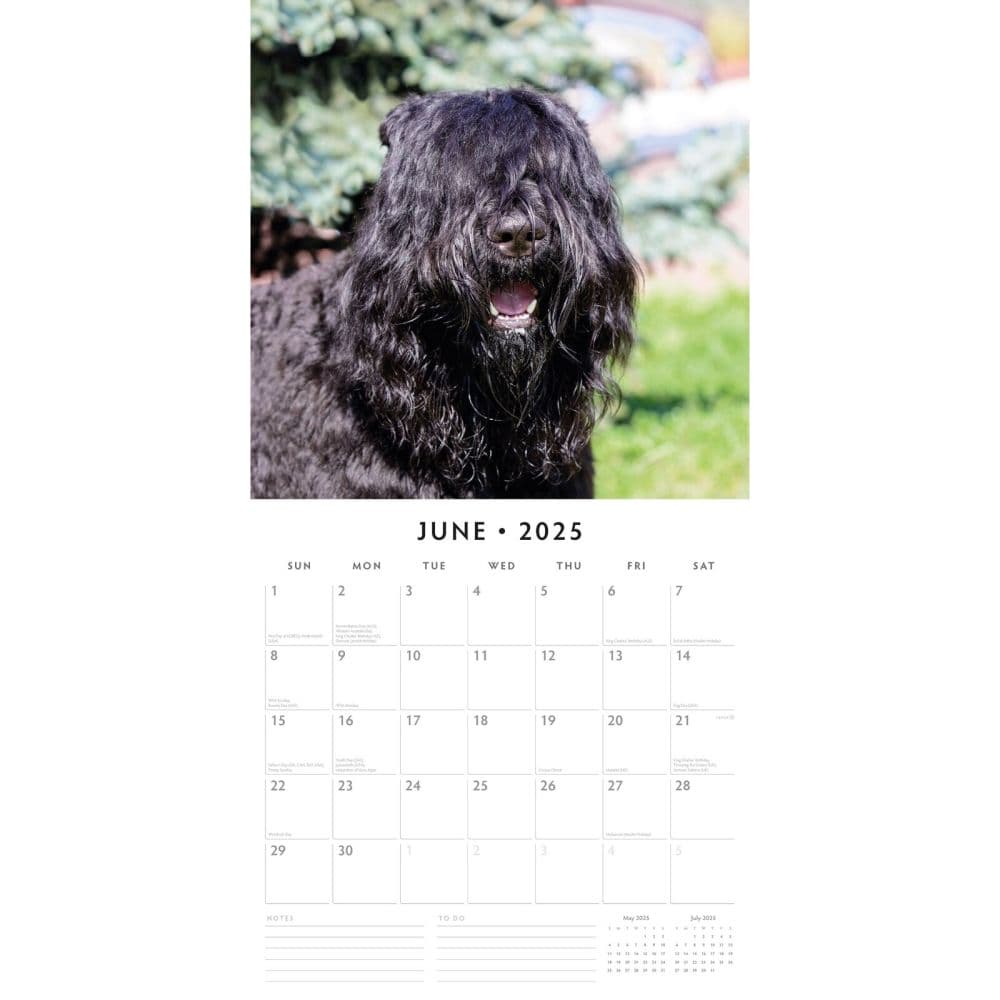 Bouvier des Flandres 2025 Wall Calendar Alt2