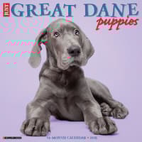 image Great Dane Puppies 2026 Wall Calendar Main Image