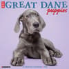 image Great Dane Puppies 2026 Wall Calendar Main Image