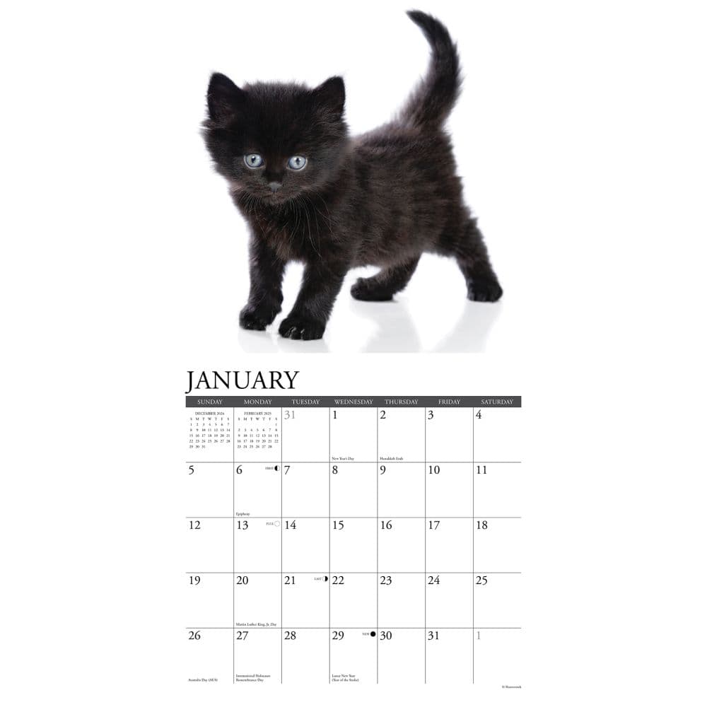 Black Kitties 2025 Wall Calendar Second Alternate Image width="1000" height="1000"