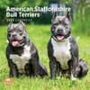 image American Staffordshire Bull Terriers Wal Main Image