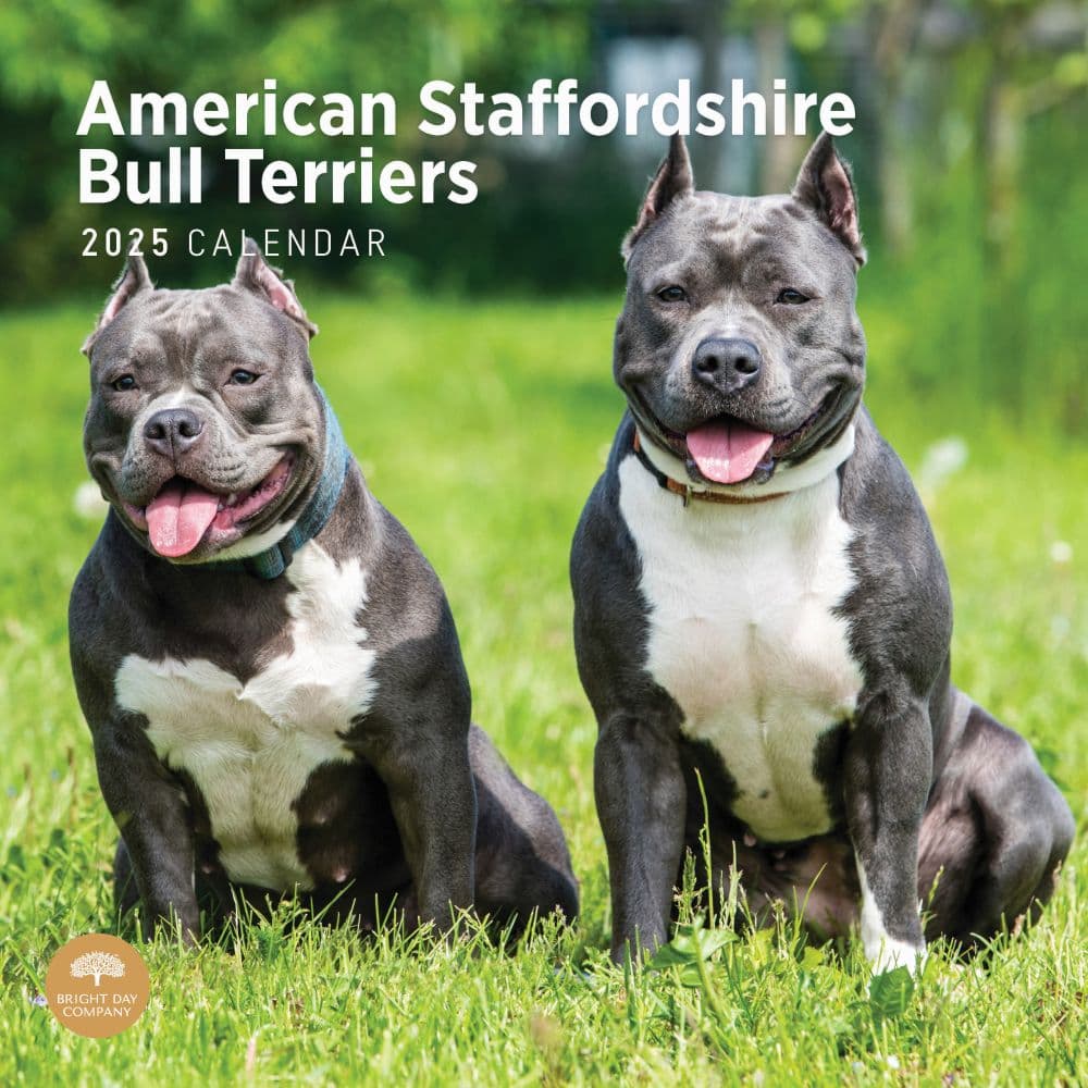 American Staffordshire Bull Terriers Wal Main Image