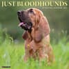 image Bloodhounds 2025 Wall Calendar Main Product Image width=&quot;1000&quot; height=&quot;1000&quot;