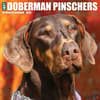 image Just Dobermans 2025 Wall Calendar Main Image