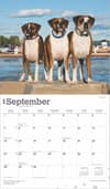 image Boxers Deluxe 2025 Wall Calendar September