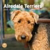 image Airedale Terriers 2025 Wall Calendar  Main Image