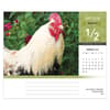 image Chickens 2025 Desk Calendar