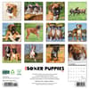 image Just 2025 Boxer Puppies 2025 Wall Calendar First Alternate Image width="1000" height="1000"