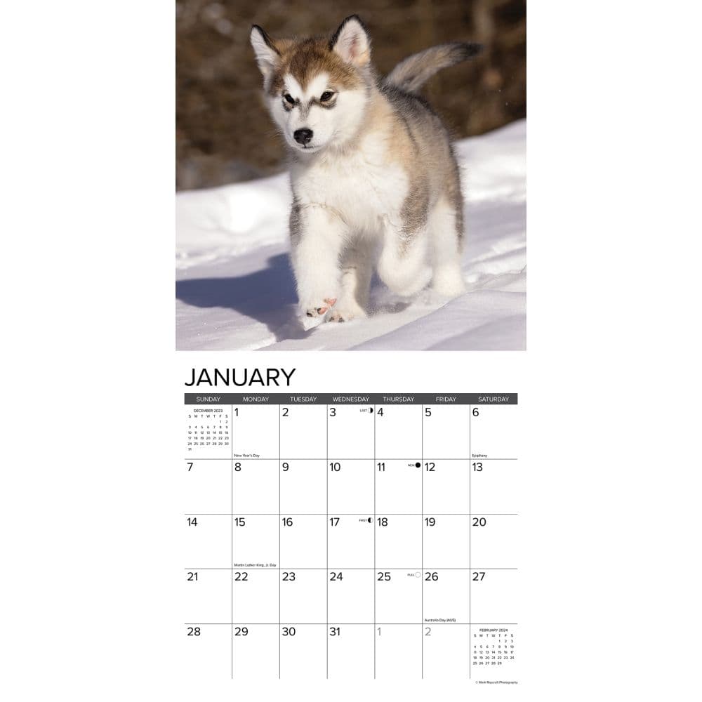 Alaskan Malamutes 2025 Wall Calendar