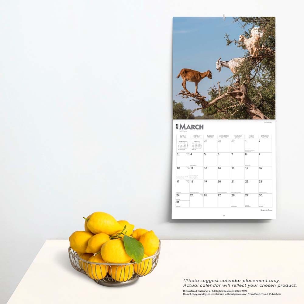 Goats in Trees 2024 Wall Calendar Alternate Image 3