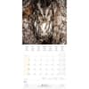 image Magic Owls 2025 Wall Calendar Fifth Alternate Image width="1000" height="1000"