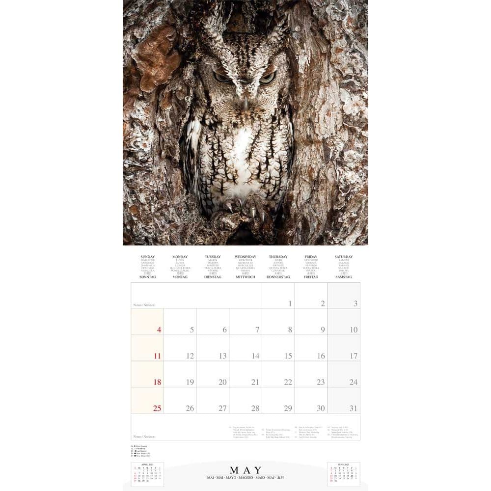 Magic Owls 2025 Wall Calendar Fifth Alternate Image width="1000" height="1000"