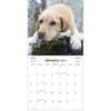 image Labrador Retrievers Photo 2025 Wall Calendar