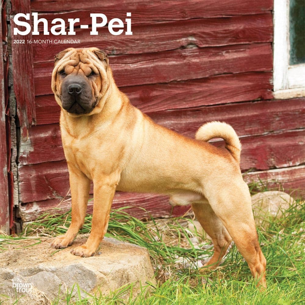 Shar-Pei