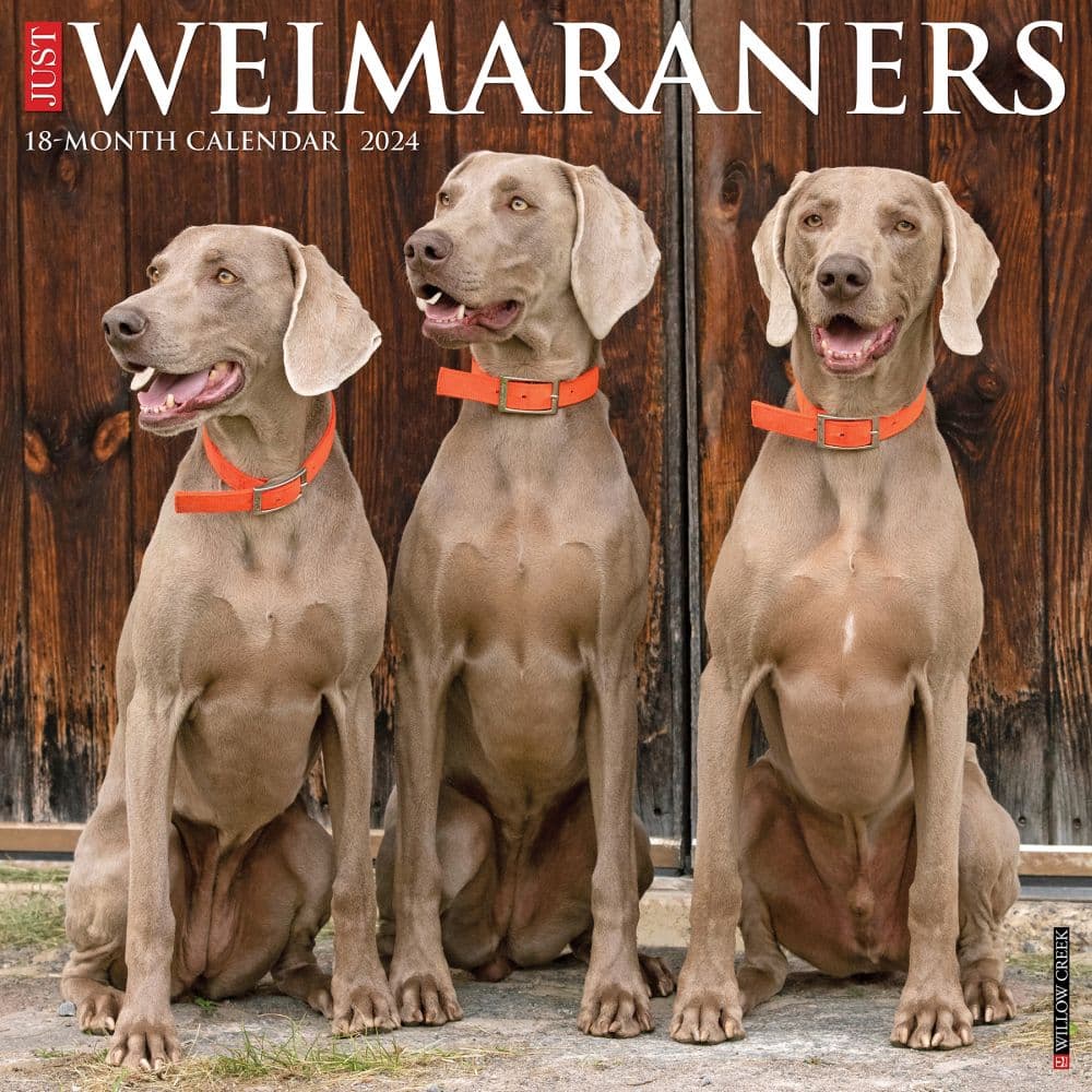 Just Weimaraners 2024 Wall Calendar