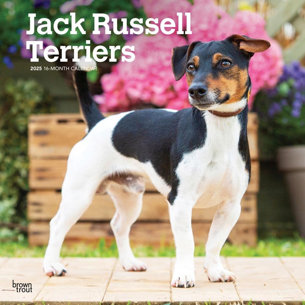 Jack Russell Terriers 2025 Wall Calendar