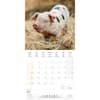 image Piggies 2024 Wall Calendar Main Alt 2