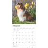 image Shetland Sheepdogs 2025 Wall Calendar Second Alternate Image width=&quot;1000&quot; height=&quot;1000&quot;