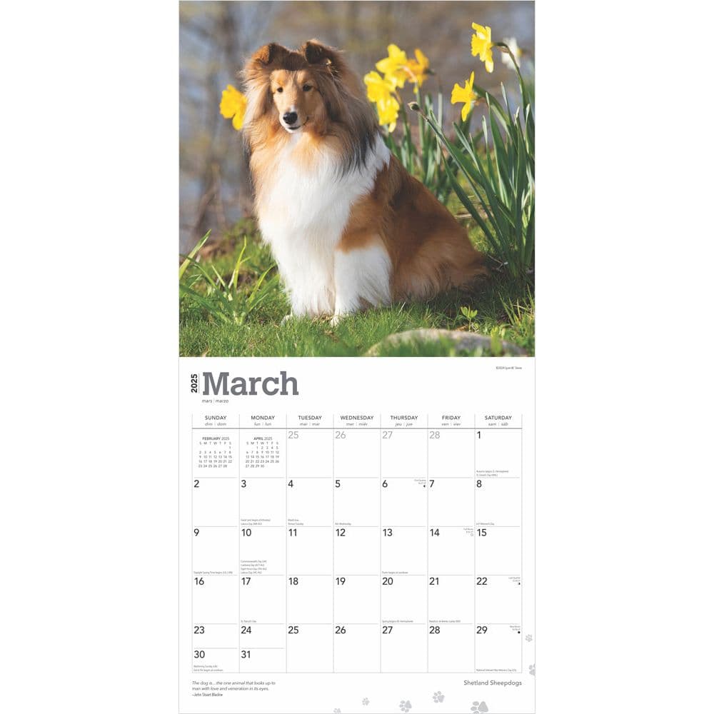 Shetland Sheepdogs 2025 Wall Calendar