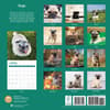 image Pugs 2025 Wall Calendar First Alternate Image