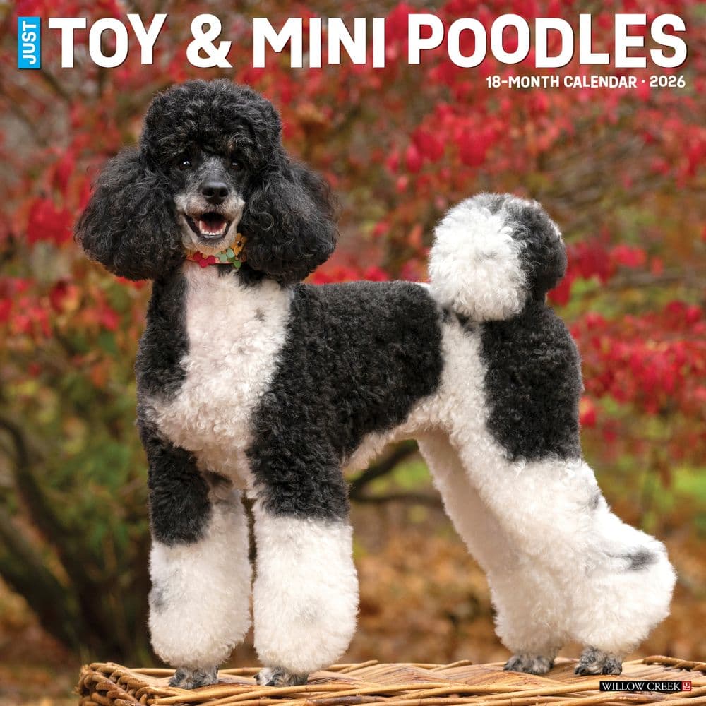 Toy and Miniature Poodles 2026 Wall Calendar Main Image