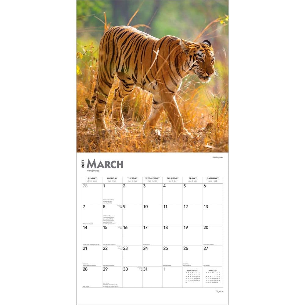 Tigers 2027 Wall Calendar Second Alternate Image