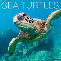 image Sea Turtles 2026 Wall Calendar