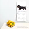 image Dachshund Puppies 2024 Wall Calendar Third Alternate Image
