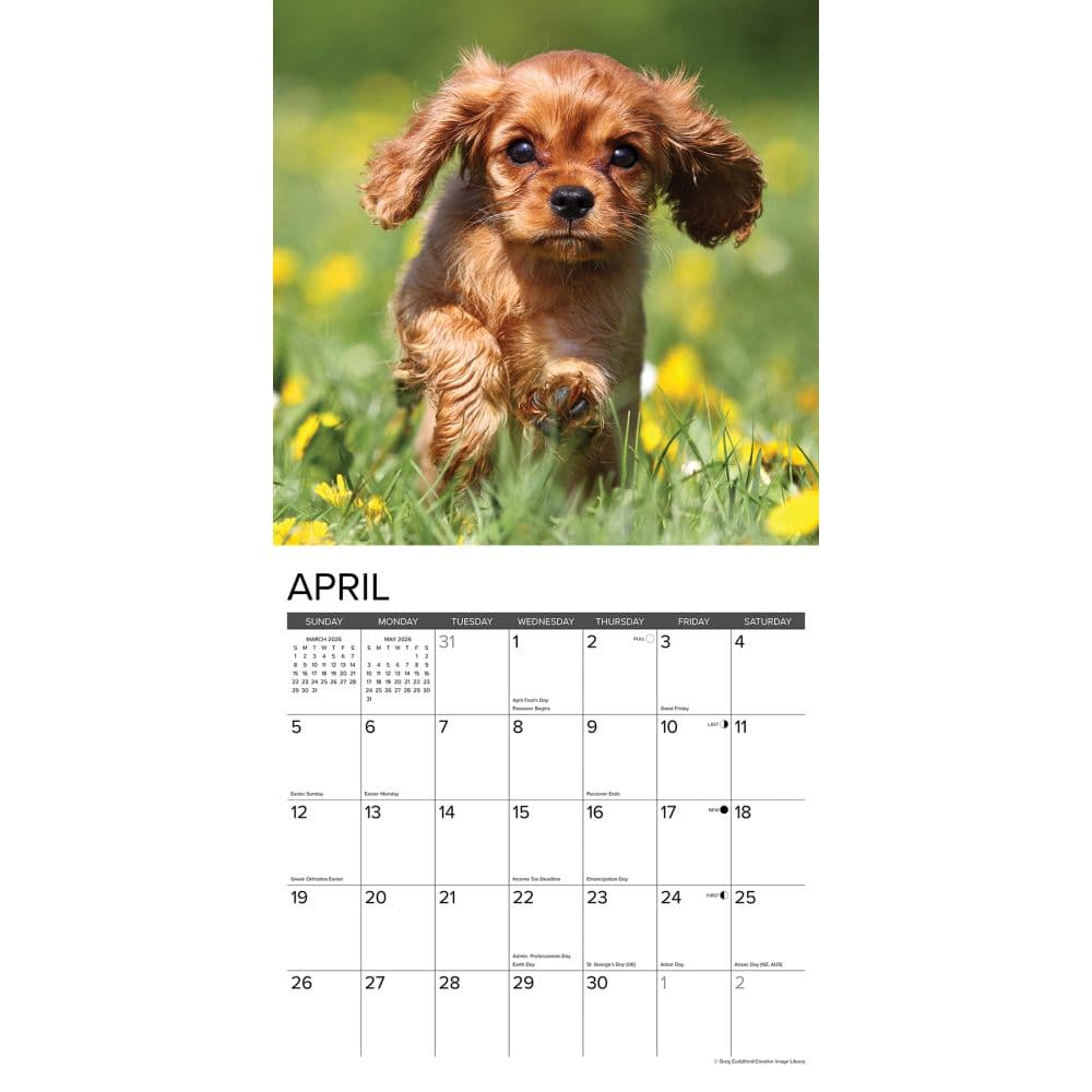 Just Cavalier King Charles Puppies 2026 Wall Calendar Second Alternate Image